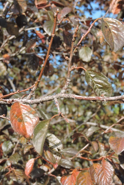 Myrobalan plum leaves